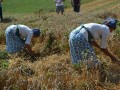 35. praznik žetve v Spodnji Ščavnici