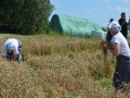 35. praznik žetve v Spodnji Ščavnici