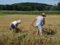 35. praznik žetve v Spodnji Ščavnici