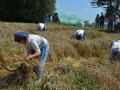 35. praznik žetve v Spodnji Ščavnici