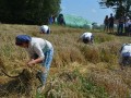 35. praznik žetve v Spodnji Ščavnici