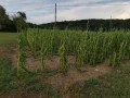 Škoda po neurju v občini Sv. Tomaž