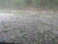 Toča v Prlekiji