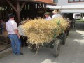 54. praznik žetve na Polenšaku