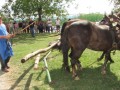 54. praznik žetve na Polenšaku