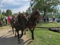 54. praznik žetve na Polenšaku