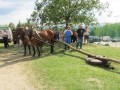 54. praznik žetve na Polenšaku