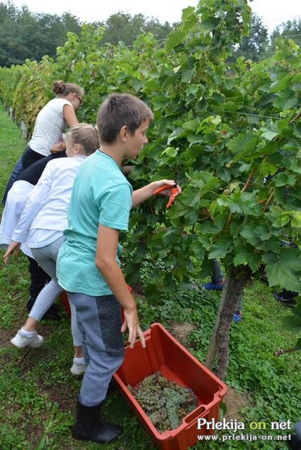 10. mednarodna otroška trgatev