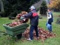 Odvažanje listja s samokolnico