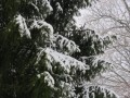 Prvi sneg v Prlekiji