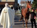 Štefanov blagoslov konj v Križevcih pri Ljutomeru