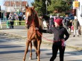 Štefanov blagoslov konj v Križevcih pri Ljutomeru