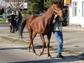 Štefanov blagoslov konj v Križevcih pri Ljutomeru