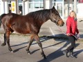 Štefanov blagoslov konj v Križevcih pri Ljutomeru