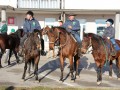 Štefanov blagoslov konj v Križevcih pri Ljutomeru