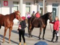 Štefanov blagoslov konj v Križevcih pri Ljutomeru