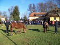 Štefanov blagoslov konj v Veržeju