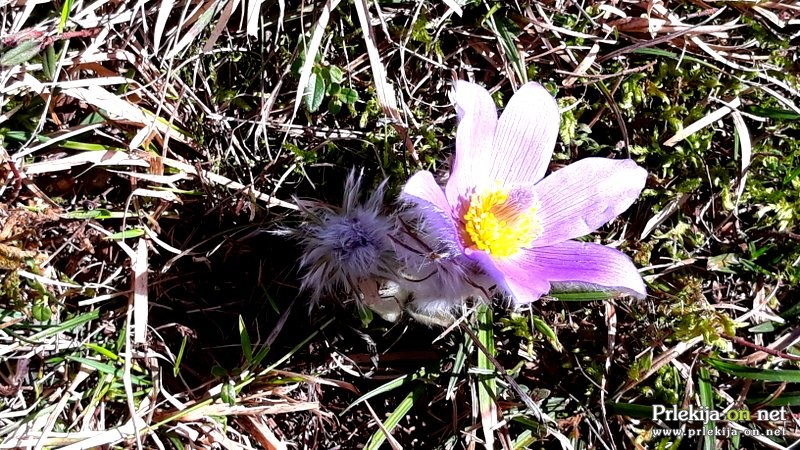 Velikonočnica (Pulsatilla grandis)