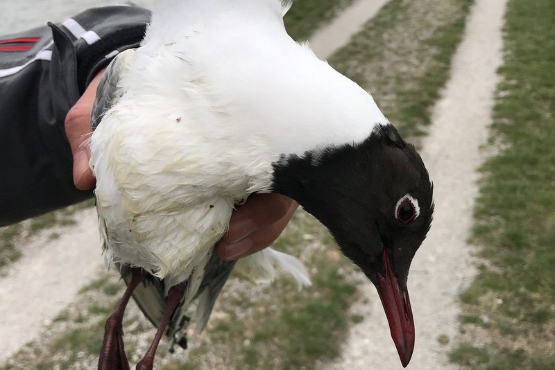 Rečni galeb, foto: DOPPS - BirdLife Slovenia