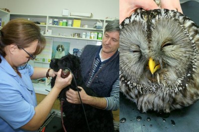 Veterinarka Smilja Nabergoj žaluje, da je ta čudoviti ptič podlegel hudim poškodbam