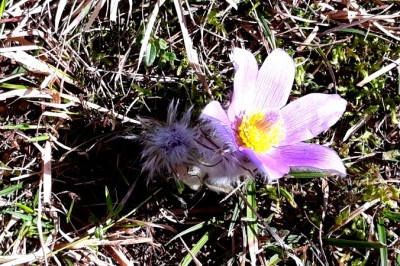 Velikonočnica (Pulsatilla grandis)