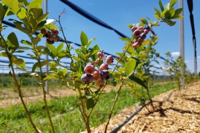 Panorganic išče do 30 oseb v okolici Ljutomera za pobiranje borovnic