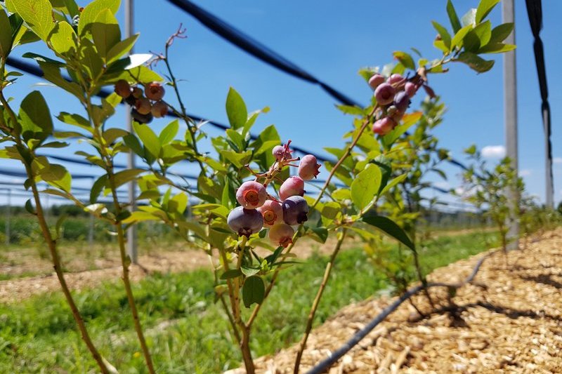 Panorganic išče do 30 oseb v okolici Ljutomera za pobiranje borovnic