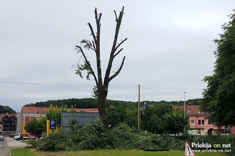 Drevo so najprej obrezali nato pa v celoti podrli