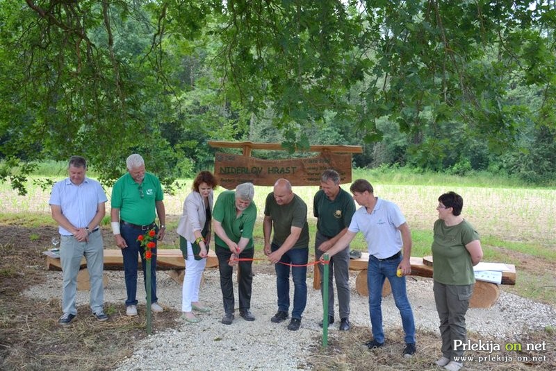 Srečanje pri Niderlovem hrastu