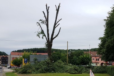 Drevo so najprej obrezali nato pa v celoti podrli