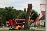 Obrezano drevo v Ljutomeru