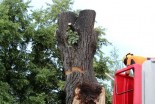 Obrezano drevo v Ljutomeru