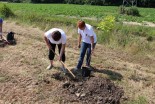 Saditev medonosnih dreves v Ljutomeru