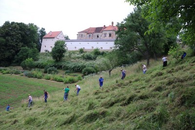 Kosci so z ročnimi kosami »oskubili« grajski hrib v Negovi