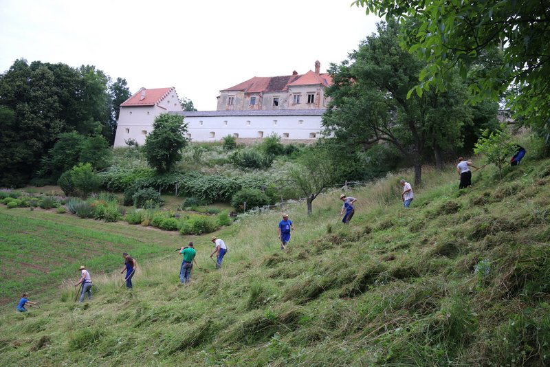 Kosci so z ročnimi kosami »oskubili« grajski hrib v Negovi