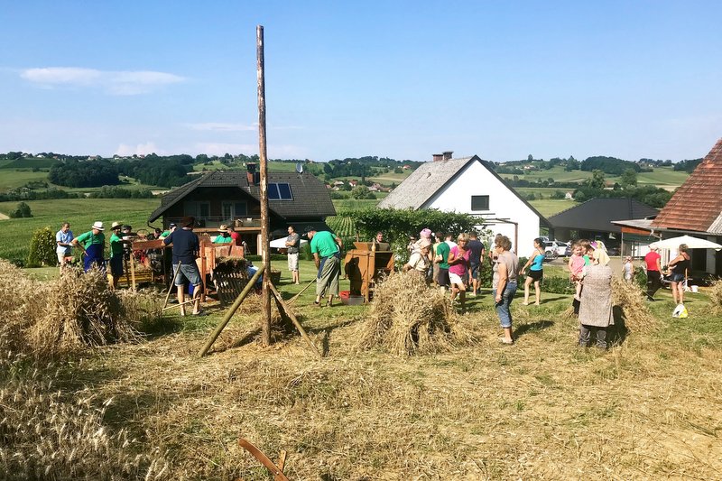 Veselo srečanje ob žetvi in mlačvi