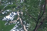 Dvometrska kača v ormoškem parku