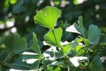 Ginkgo biloba