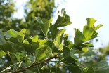 Ginkgo biloba