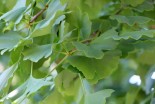 Ginkgo biloba