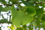 Ginkgo biloba