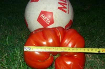 Paradižnik velik kot žoga ki tehta 2kg