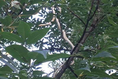 Dvometrska kača v ormoškem parku