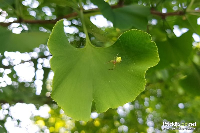 Ginkgo biloba