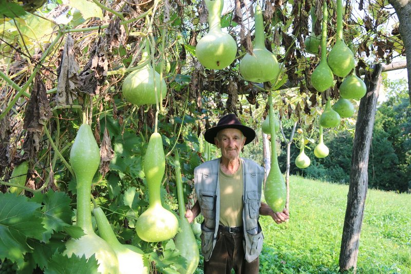 Franc Čeh s svojimi krasnimi bučkami imenovanimi »cügari«