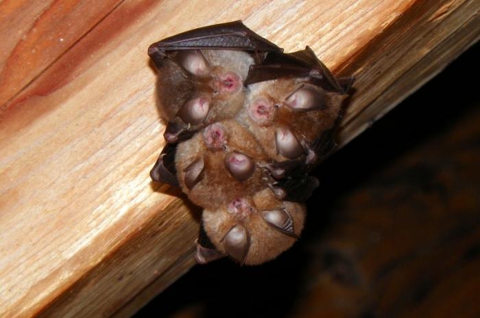 Mednarodna noč netopirjev 2018