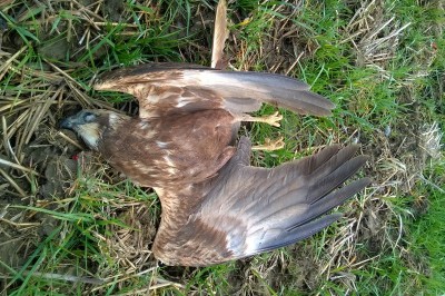 Mrtva ptica, foto: Matej Gamser