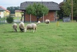Nedaleč vstran so doma tudi ovčke