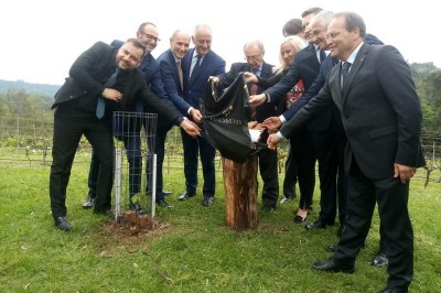 Najstarejša trta na svetu, posajena v Braziliji