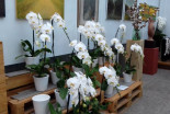 Festival orhidej